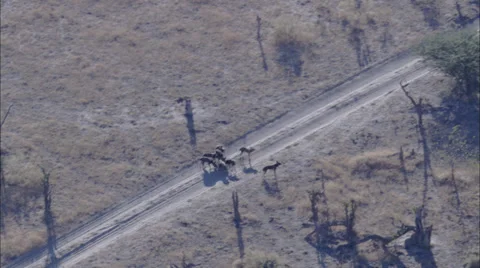 Wild Dogs Stock Footage 39885549