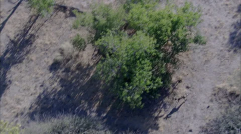 Wild Dogs Stock Footage 39885896