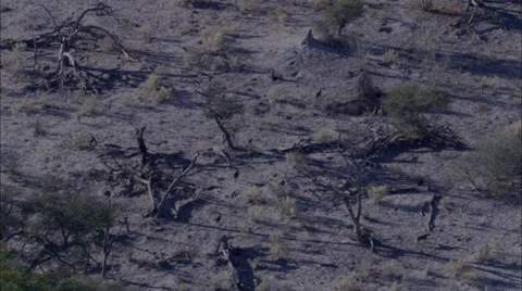 Wild Dogs Stock Footage 39890817