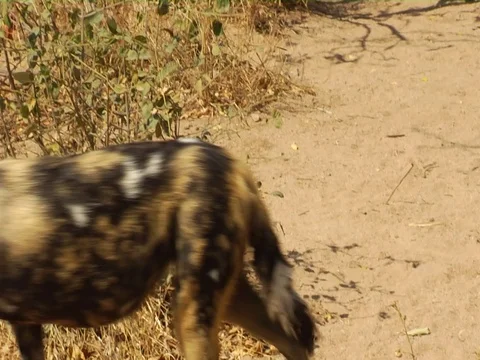 Wild dogs 库存影片 126148465