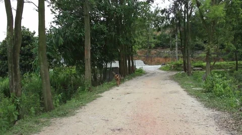 Wild dogs go by the wayside Stock Footage 67321453