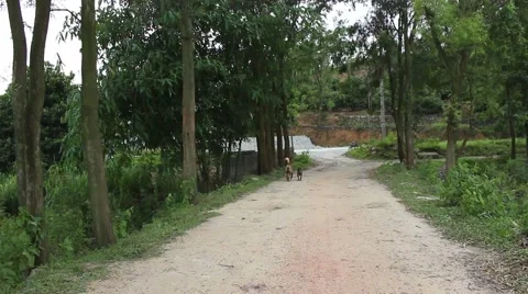 Wild dogs go by the wayside Stock Footage 67322014