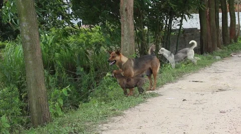 Wild dogs go by the wayside Stock Footage 67322572
