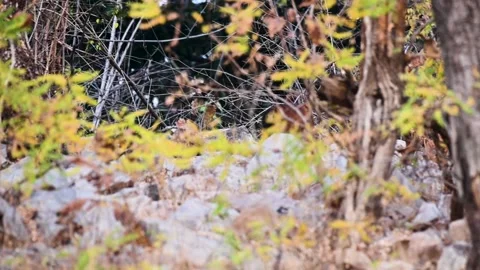 Wild dogs going deeper into the dense jungle of Tadoba national park Video stock 330399633