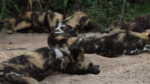 Wild dogs laying in the sand. Stock Footage 79072176
