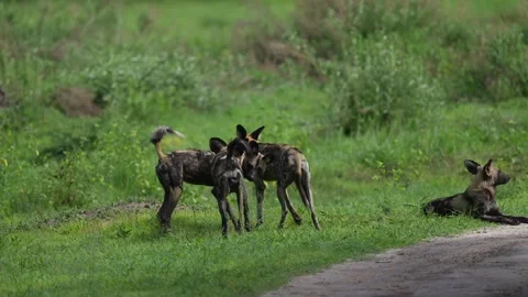 Wild dogs pack group catch impala in nature, Khwai River in Botswana, Africa. Wi Stock Footage 324034353