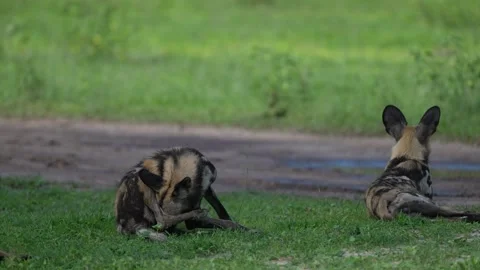 Wild dogs pack group catch impala in nature, Khwai River in Botswana, Africa. Wi Stock Footage 324034428