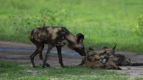 Wild dogs pack group catch impala in nature, Khwai River in Botswana, Africa. Wi Stock Footage 324034433