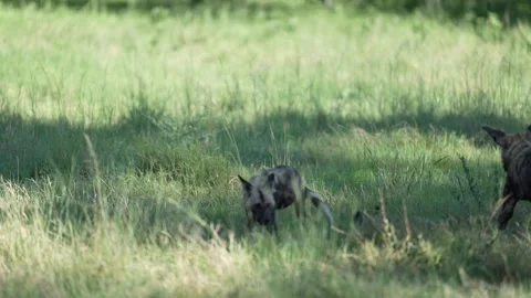 Wild dogs pack group catch impala in nature, Khwai River in Botswana, Africa. Wi Stock Footage 324035054