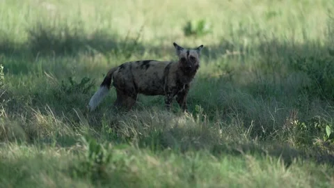 Wild dogs pack group catch impala in nature, Khwai River in Botswana, Africa. Wi Stock Footage 324035062