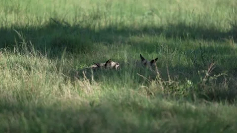 Wild dogs pack group catch impala in nature, Khwai River in Botswana, Africa. Wi Stock Footage 324035079