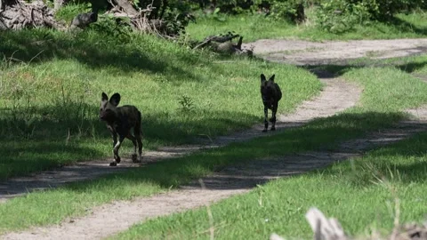 Wild dogs pack group catch impala in nature, Khwai River in Botswana, Africa. Wi Stock Footage 324035282