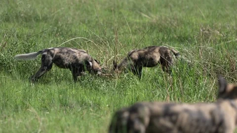 Wild dogs pack group catch impala in nature, Khwai River in Botswana, Africa. Wi Stock Footage 324035289