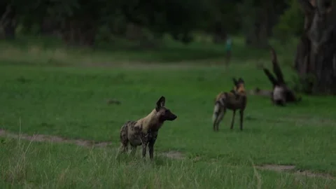 Wild dogs pack group catch impala in nature, Khwai River in Botswana, Africa. Wi Stock Footage 324035715