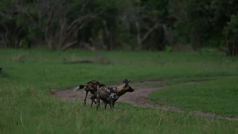 Wild dogs pack group catch impala in nature, Khwai River in Botswana, Africa. Wi Stock Footage 324035808