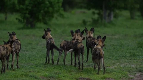 Wild dogs pack group catch impala in nature, Khwai River in Botswana, Africa. Wi Stock Footage 324035900