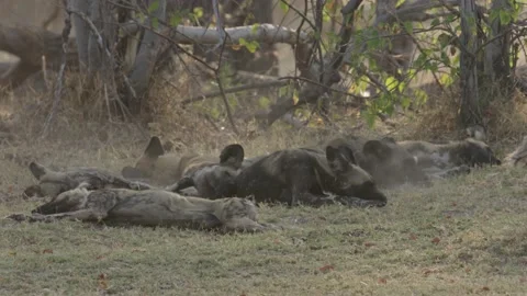 Wild Dogs pack resting Stock Footage 237444014