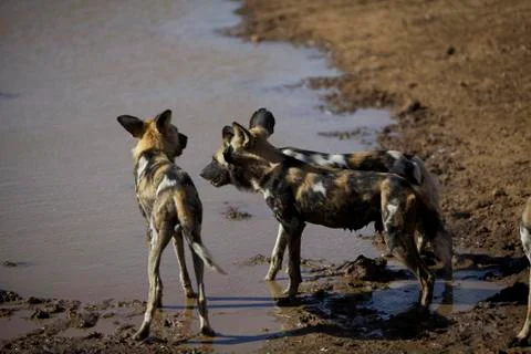 Wild Dogs Stock Photos
