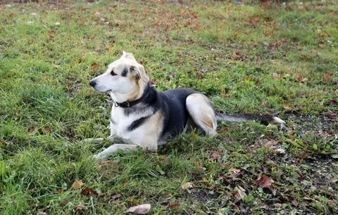 Wild dogs Stock Photos
