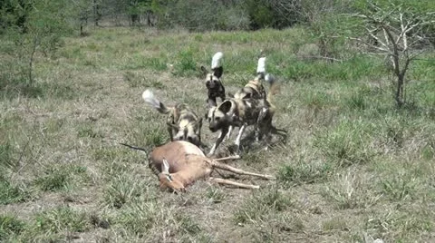 Wild dogs  pulling  dead impala away. Vídeos de archivo 11408277