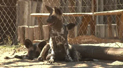 Wild Dogs Resting Stock Footage 10969966