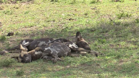 WILD DOGS SLEEPING 库存影片 75334914