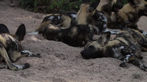 Wild dogs sleeping in the sand. Stock Footage 79072544