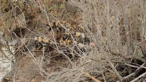 Wild dogs taking down Impala Stock Footage 69797608