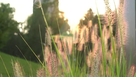 Wild Dogtail grass sways in the wind Stock Footage 159774006