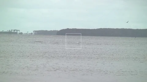 Wild Dolphin Chasing School of Fish Vídeos de archivo 75504745