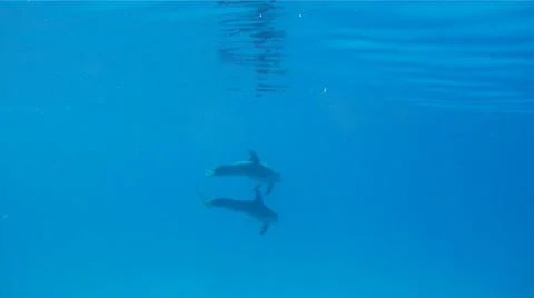 Wild Dolphin Stock Footage 25570353