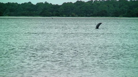 Wild Dolphin Jumps Completely Out of Water Vídeo Stock 69833134