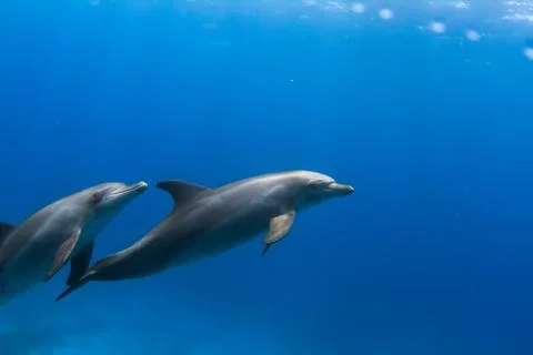Wild Dolphins in blue sea water, underwater shot Stock Photos