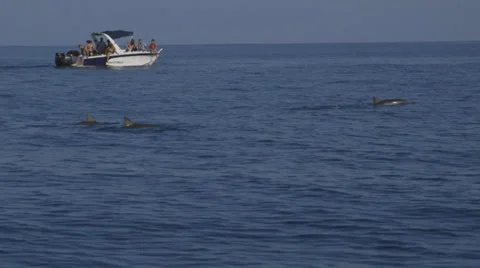 Wild Dolphins Stock Footage 32192805