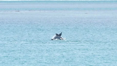 Wild dolphins jumping in clear waters along Monkey Mia coastline under sunlig Stock Footage 328198642