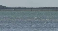 Wild Dolphins Near Island 02 HD Footage