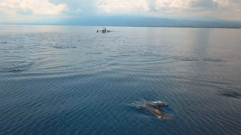 Wild dolphins in open water Video stock 94153871
