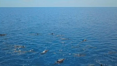 Wild dolphins in open water Video stock 94153957