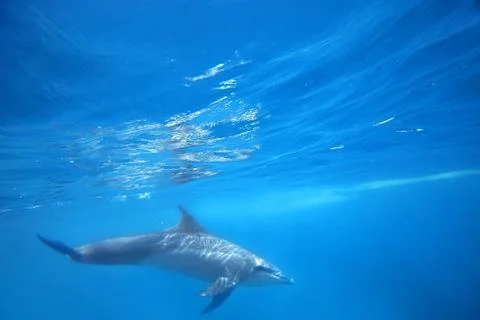 Wild Dolphins Stock Photos