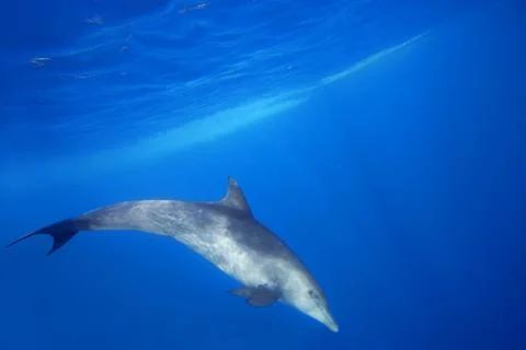 Wild Dolphins Stock Photos