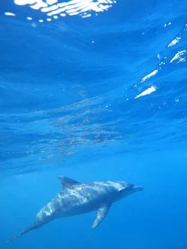 Wild Dolphins Stock Photos