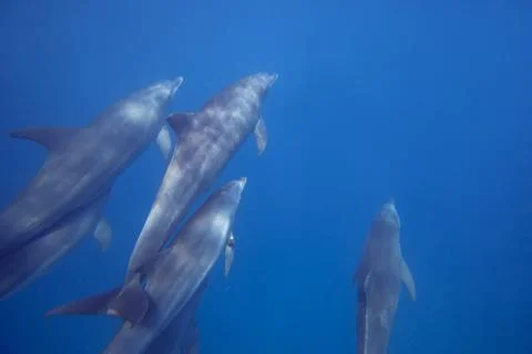 Wild Dolphins Stock Photos