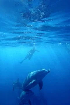 Wild Dolphins Stock Photos