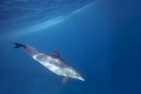 Wild Dolphins Stock Photos