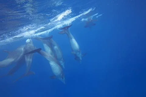 Wild Dolphins Stock Photos