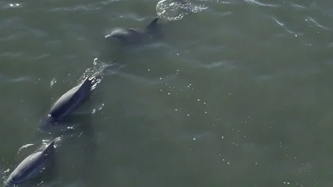 Wild dolphins surfacing and spraying, view from drone. Stock Footage 132992973