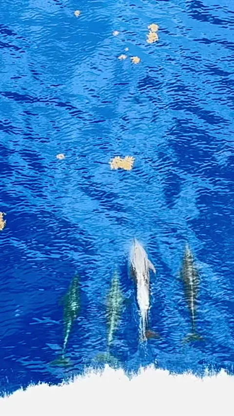 Wild dolphins swimming and jumping in front of a ship bow wave Stock Footage 337444645