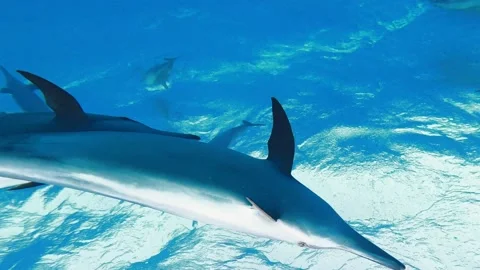 Wild dolphins swimming around the camera Stock Footage 201635006
