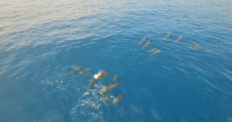 Wild Dolphins Swimming through the Crystal-Clear Ocean | Hawaii | 4K Drone Stock Footage 88306433
