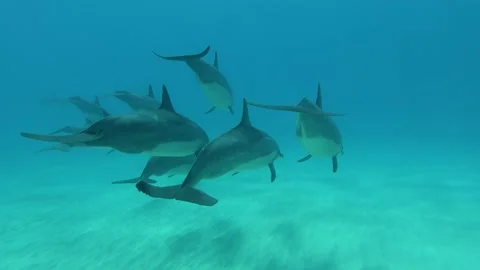 Wild Dolphins swimming underwater in Ocean, close up shots, 4k 60 FPS Stock Footage
